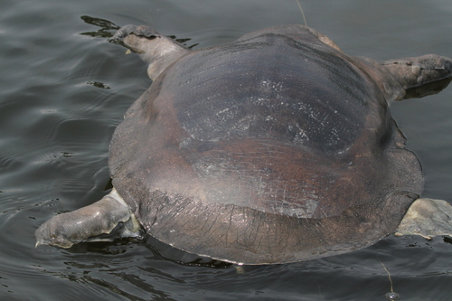 African Softshell Turtle