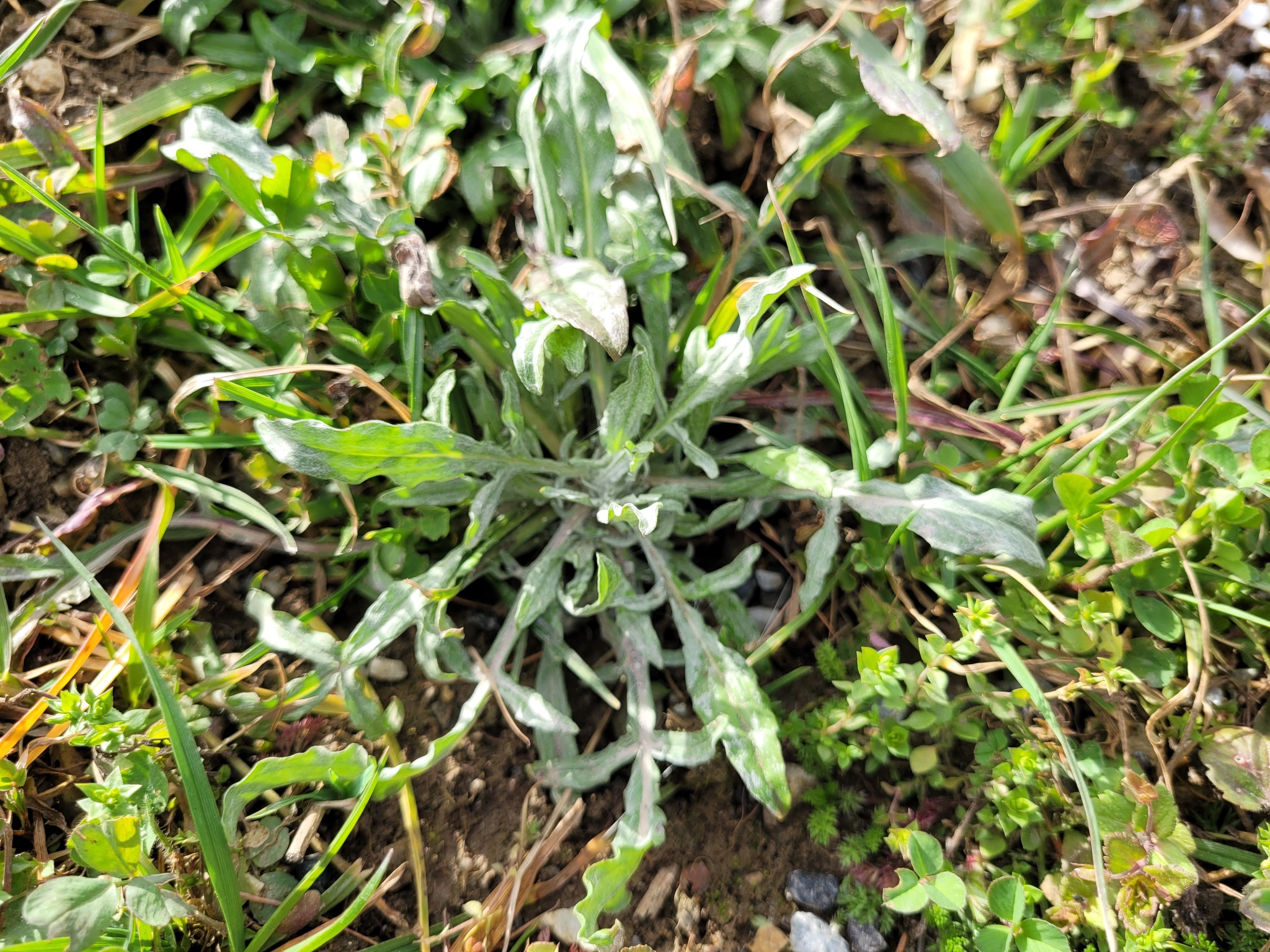 Imagem de Centaurea