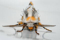 Procanthia distantii