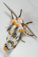 Procanthia distantii