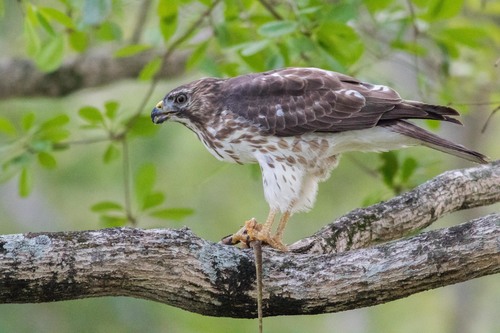 Broad-winged Hawk