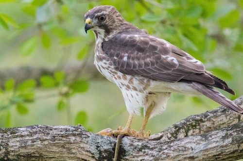 Broad-winged Hawk, photo 4 of 9