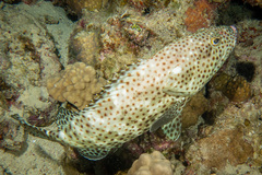 Greasy Grouper photo 4