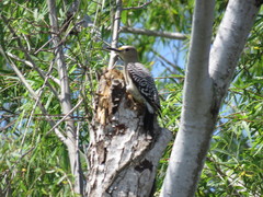 Melanerpes aurifrons