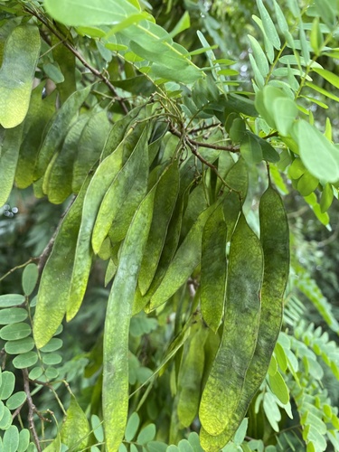 Dalbergia nigra