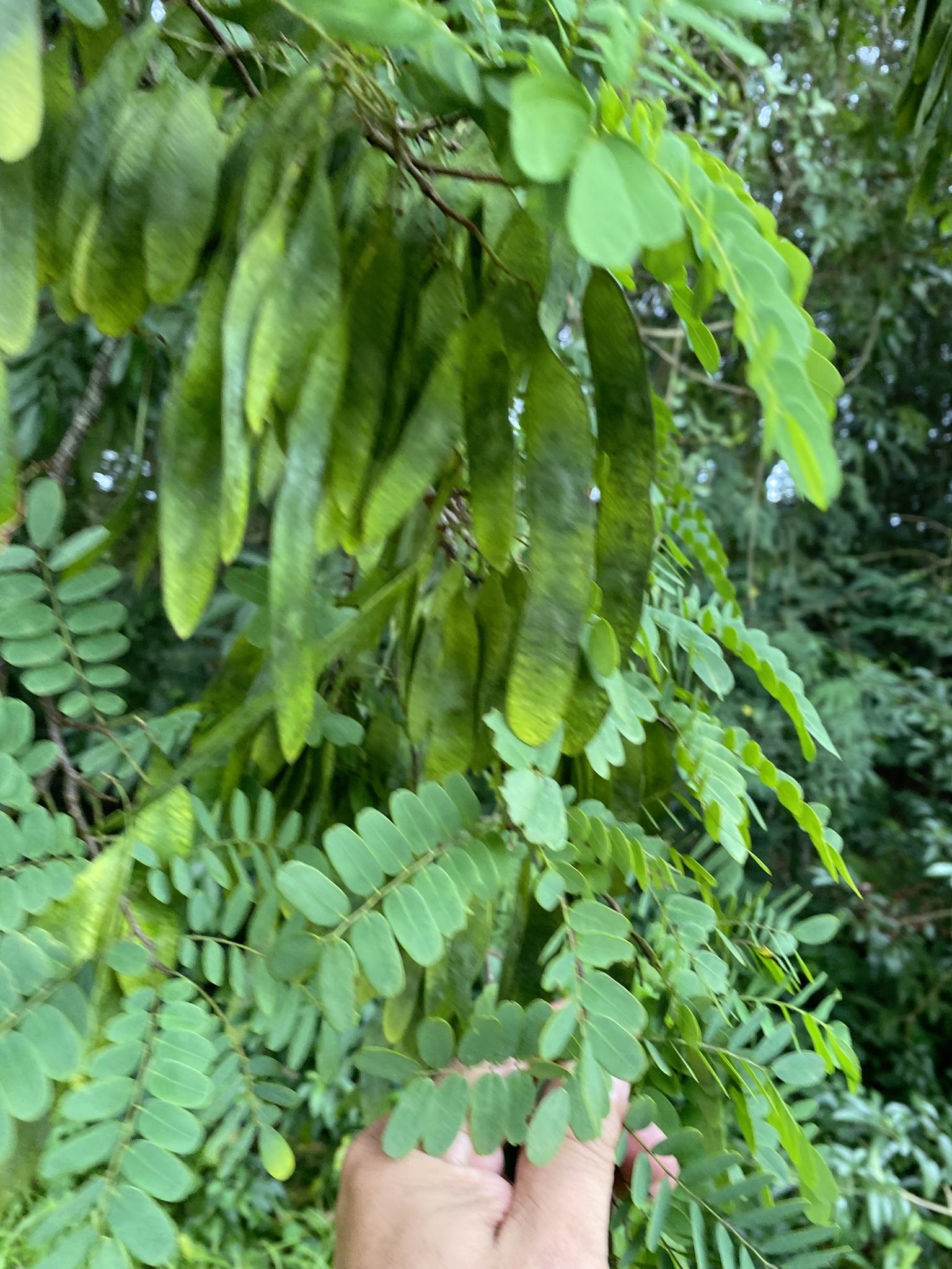 Imagem de Jacarandá-da-bahia