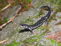 Tellico Salamander photo 3