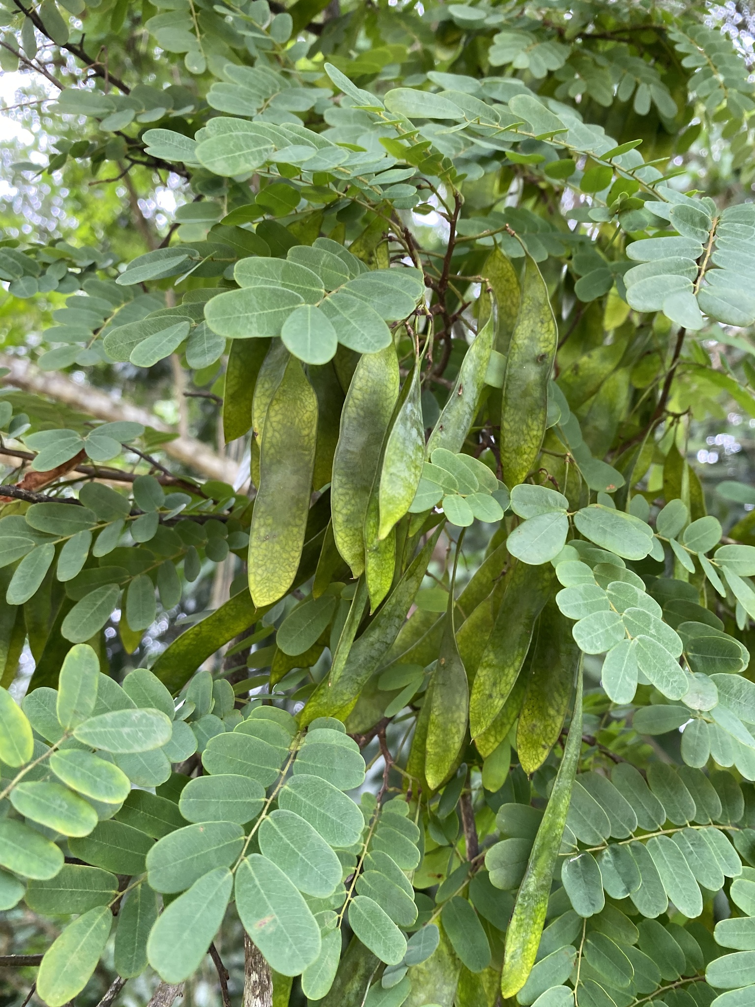 Imagem de Jacarandá-da-bahia