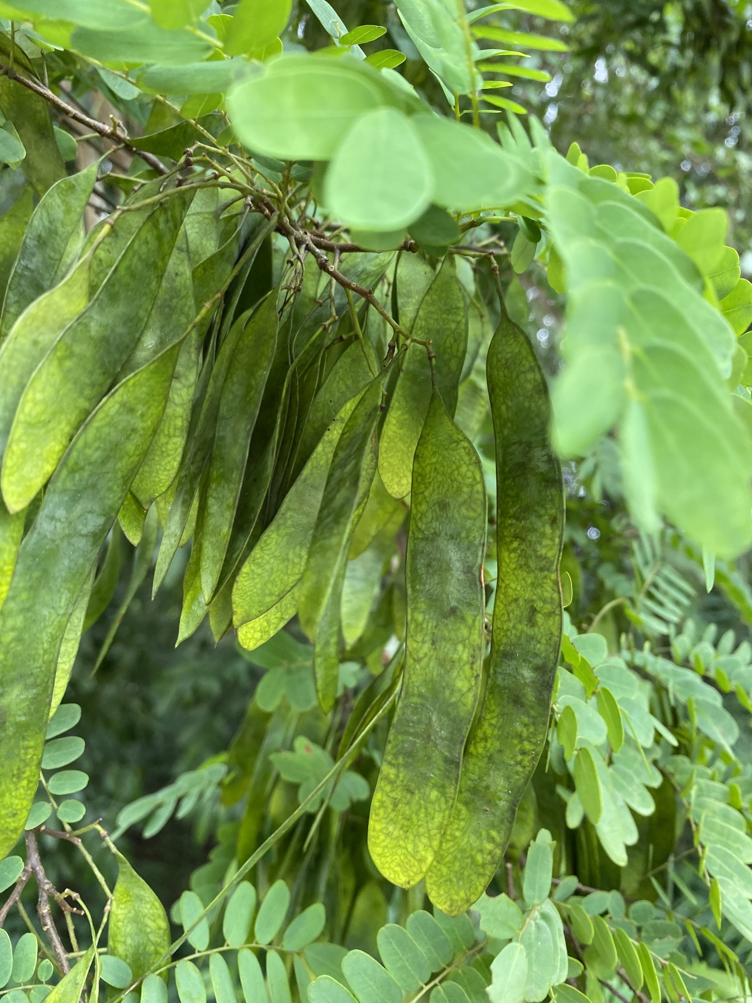 Imagem de Jacarandá-da-bahia
