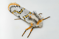 Procanthia distantii