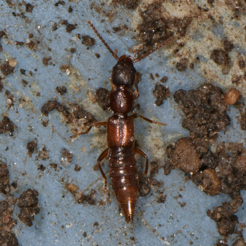 Medon fusculus