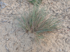 Corynephorus canescens