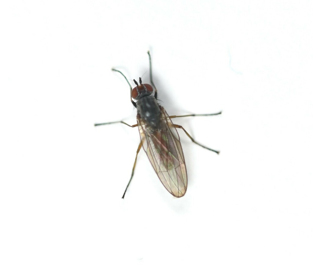 Heteromyza rotundicornis