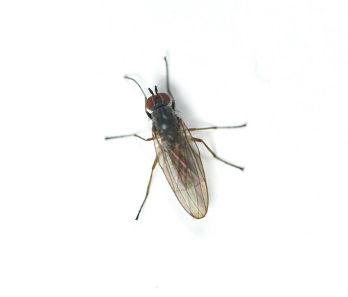 Heteromyza rotundicornis