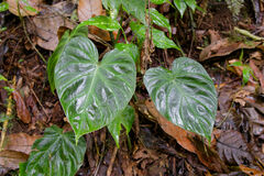 Philodendron verrucosum image