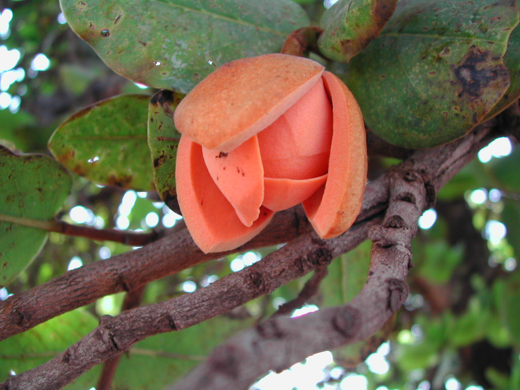 Annona coriacea