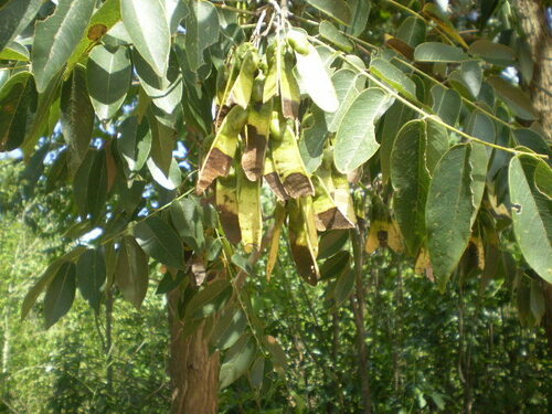 Bico-de-pato (Machaerium acutifolium)