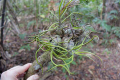 Tillandsia bulbosa image