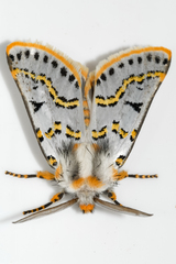 Procanthia distantii