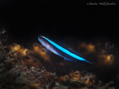 Neon Goby photo 5