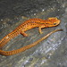 Long-tailed Salamander - Photo (c) diomedea_exulans_li, some rights reserved (CC BY-NC)