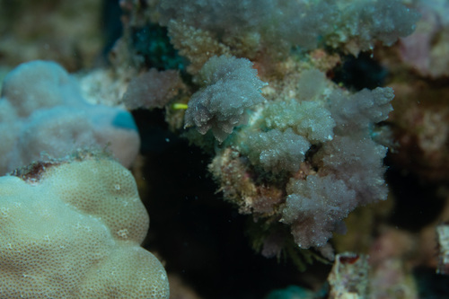 Asparagopsis taxiformis observed 2024-02-21