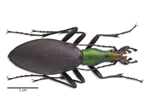 『片瞑り』~ Carabus blaptoides~ s-l400.jpg