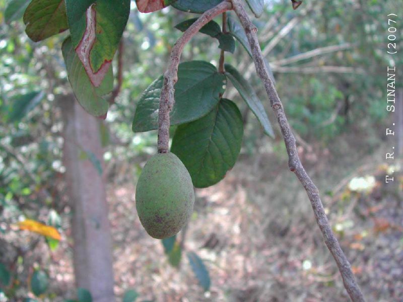 Andira cujabensis