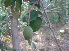 Acapou (Vouacapoua)
