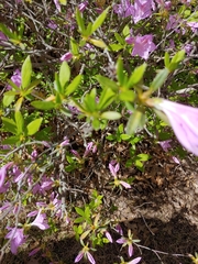 Rhododendron