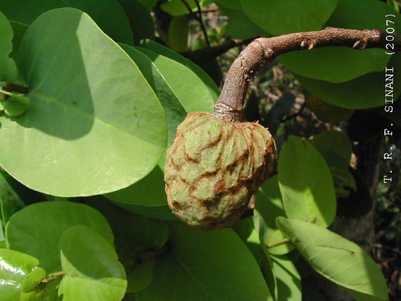 Annona coriacea