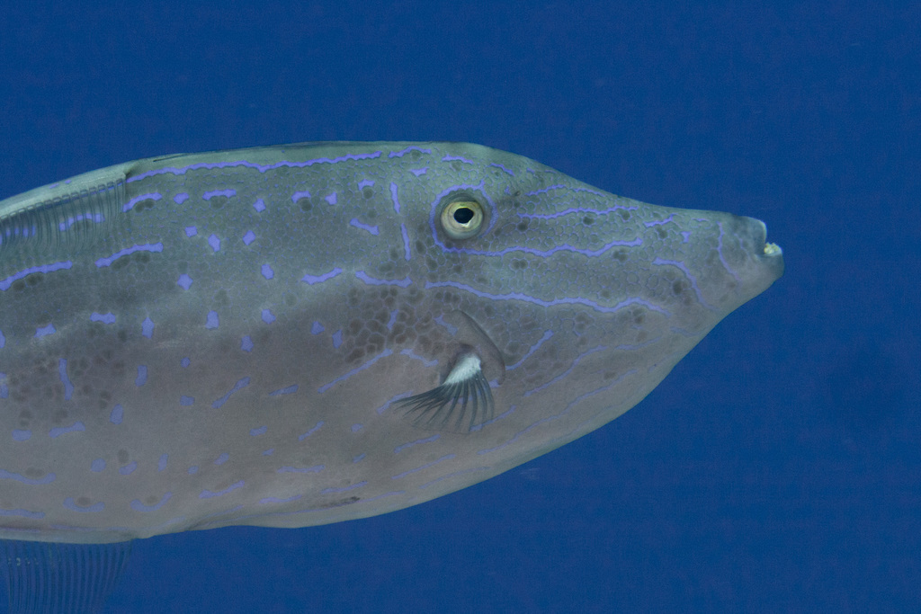 Scrawled filefish
