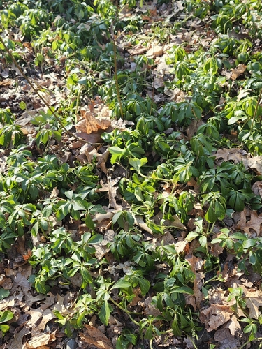 Pachysandra terminalis