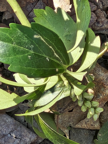 Pachysandra terminalis