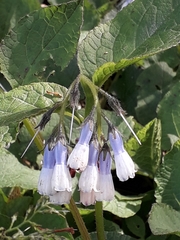 Symphytum × hidcotense