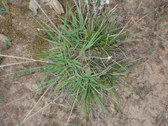Brachypodium distachyon
