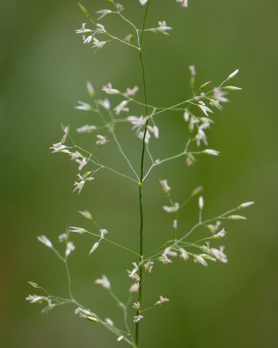 Agrostis capillaris