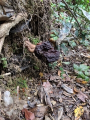 Gyromitra