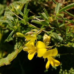 Medicago prostrata
