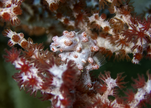 Pygmy Seahorse