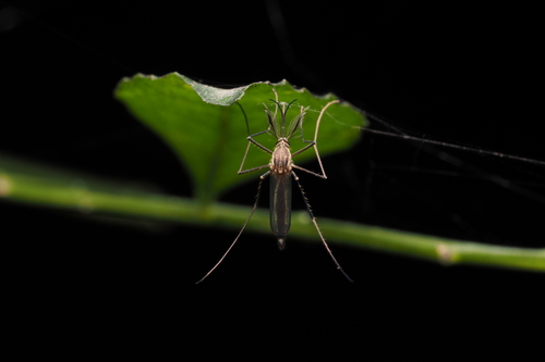 Armigeres subalbatus photo 4