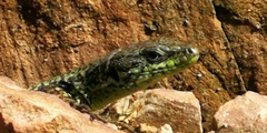 Iberolacerta monticola