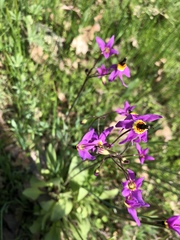 Primula poetica