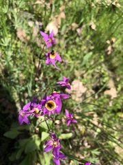 Primula poetica
