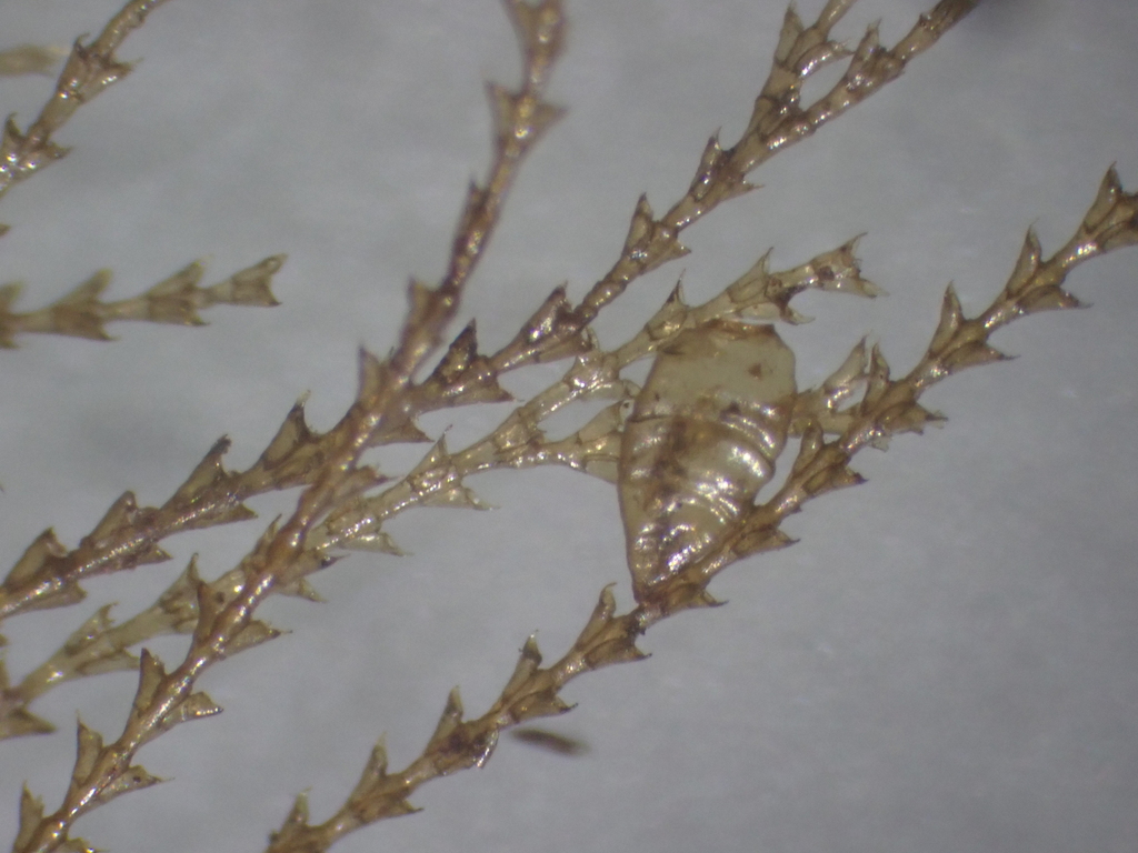 Amphisbetia operculata