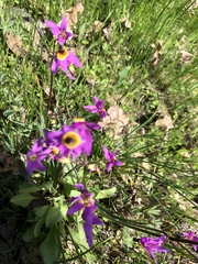 Primula poetica