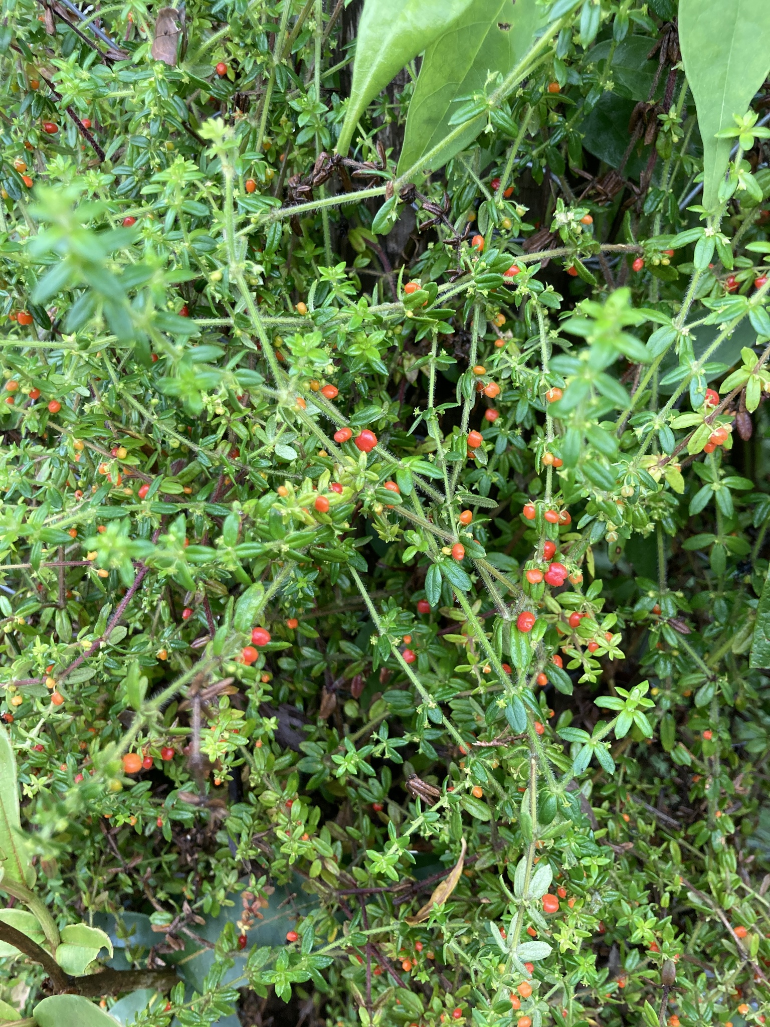 Galium hypocarpium