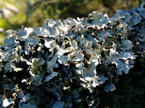 diskovka perlová (Parmotrema perlatum)