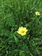 Pyrrhopappus pauciflorus