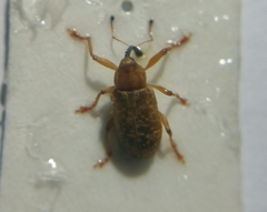 Dorytomus longimanus